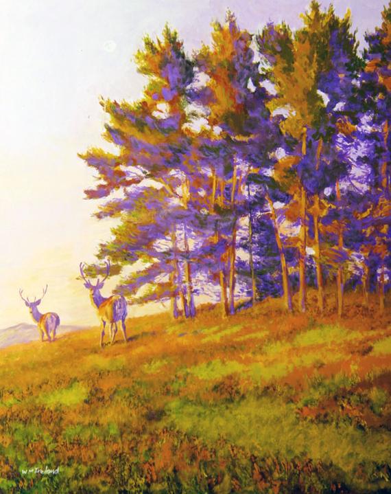 startledwilliamireland